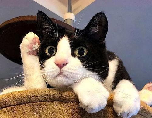 娱乐吃瓜酱奶牛猫,揭秘娱乐圈的萌宠生活